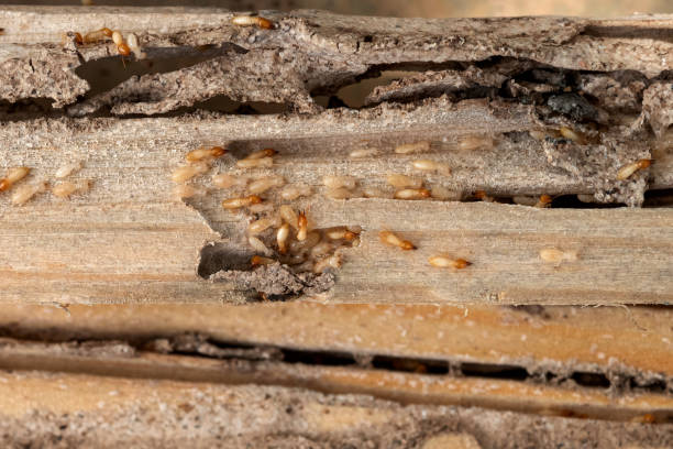 Best Best Pest Control Near Me  in Buena Vista, GA