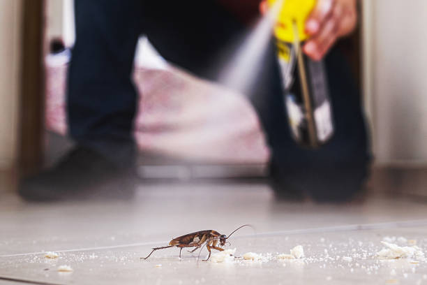 Best Spider Control Near Me  in Buena Vista, GA
